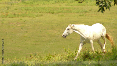  White horse on pasture in the state of Minas Gerais  Brazil