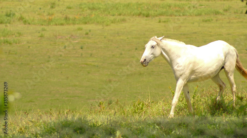 White horse on pasture in the state of Minas Gerais, Brazil