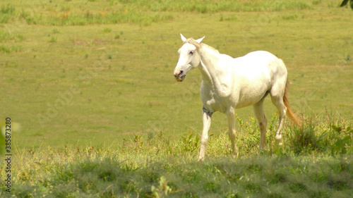  White horse on pasture in the state of Minas Gerais, Brazil