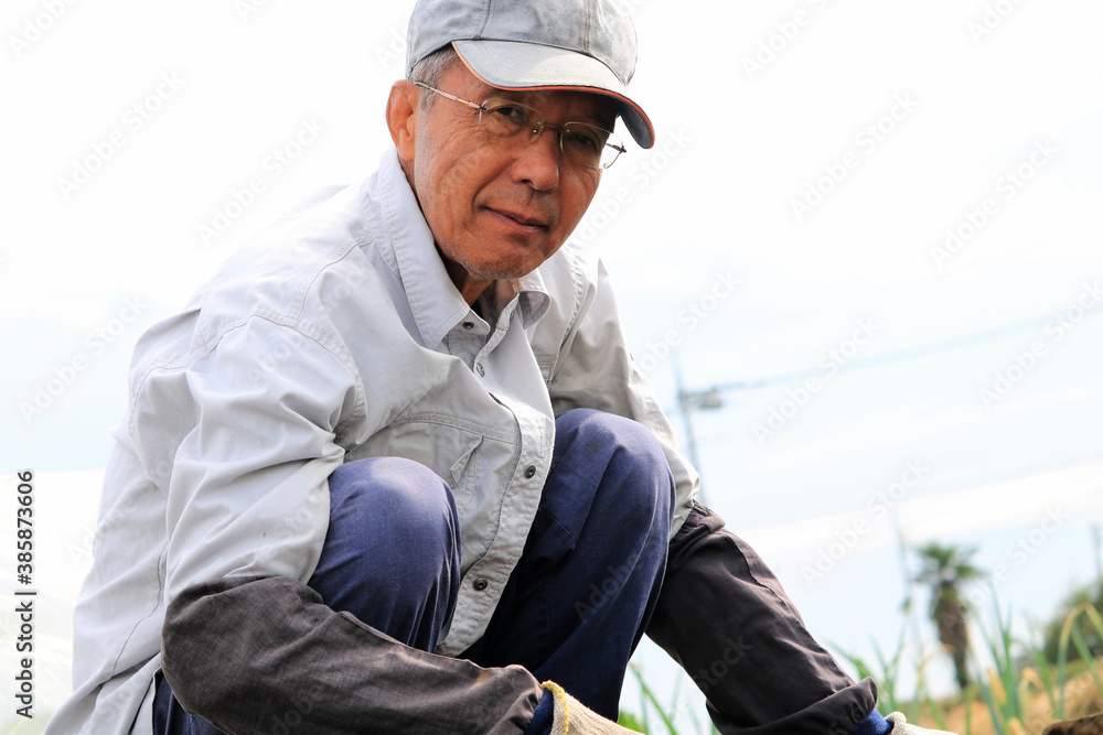 畑で働くシニア男性 畑で働くシニア男性