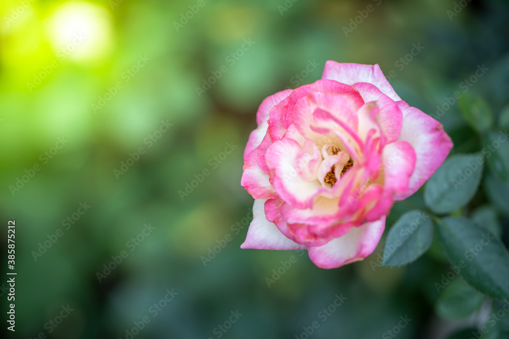 Roses in the garden Roses in the garden