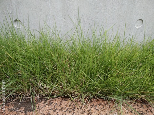 緑とコンクリート・グレーの背景