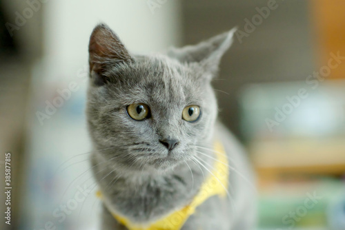 Russian blue cat with yellow shirt at home. Grey kitten portrait.Domestic animal.Pet feline.Serious kitten.