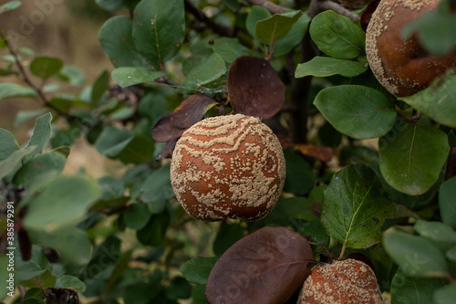 Monilia laxa infestation plant disease, Rotten quince on the fruit tree photo