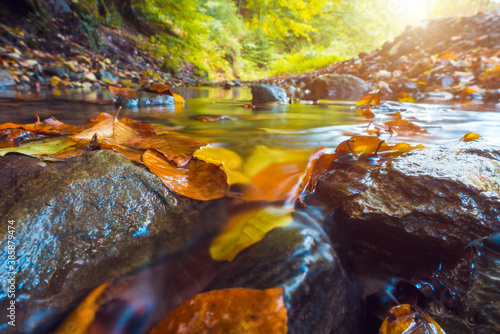 Water stream in forest in fall season