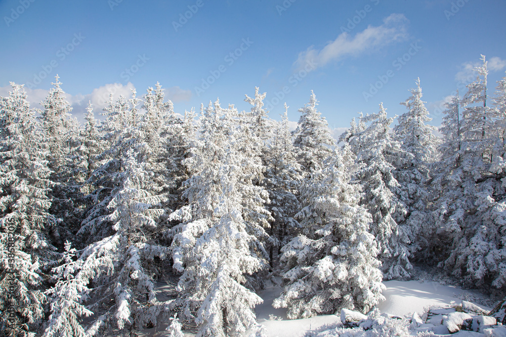 Snow covered pine forest winter frozen snowy frost texture nature christmas background Snow covered pine forest winter frozen snowy frost texture nature christmas background