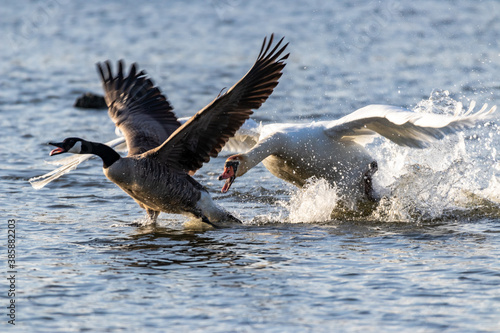 swan attacking goose
