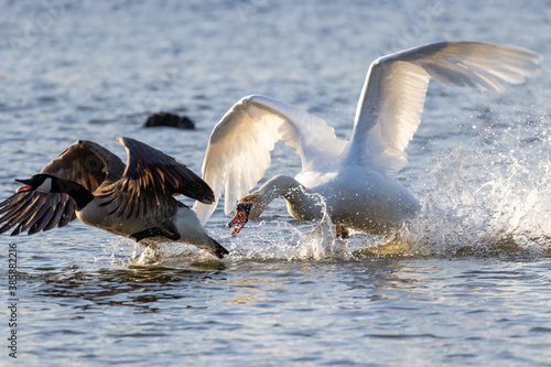 Swan Chasing Goose