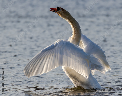 Swan with wings spread