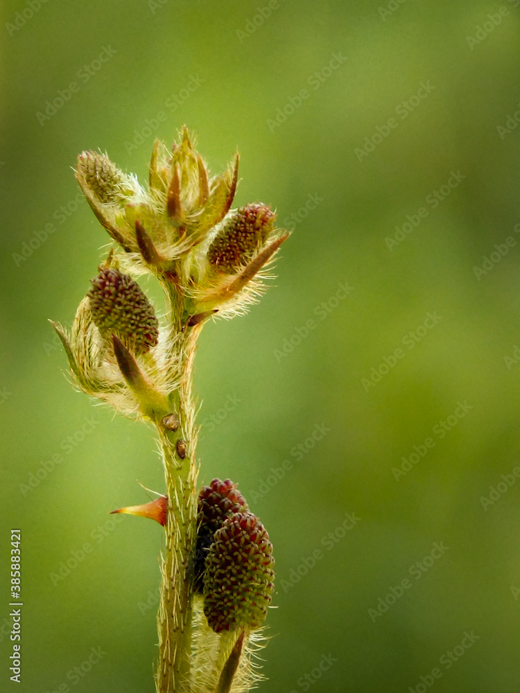 Mimosa pudica flower branch with green background Mimosa pudica flower branch with green background