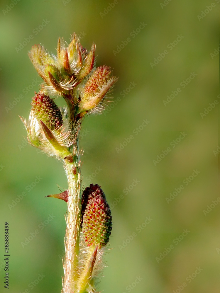 Mimosa pudica flower branch with green background Mimosa pudica flower branch with green background