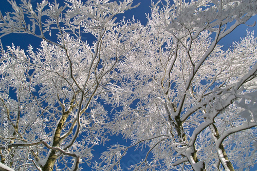 Wallpaper Mural 霧氷 Torontodigital.ca