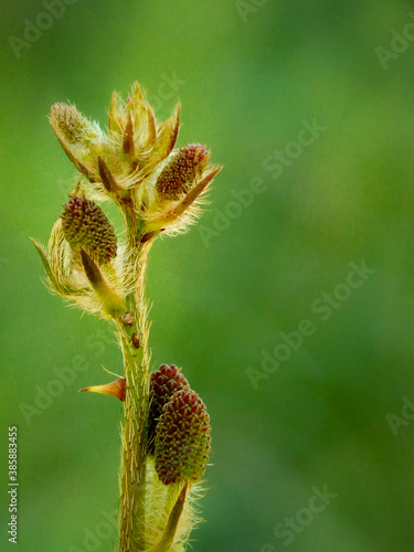 Mimosa pudica flower branch with green background