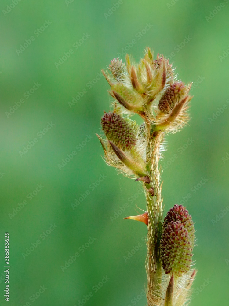 Mimosa pudica flower branch with green background Mimosa pudica flower branch with green background