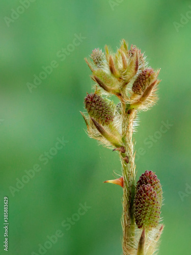 Mimosa pudica flower branch with green background