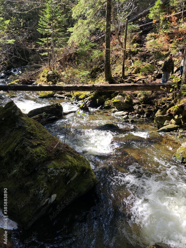 Obraz premium stream in the forest