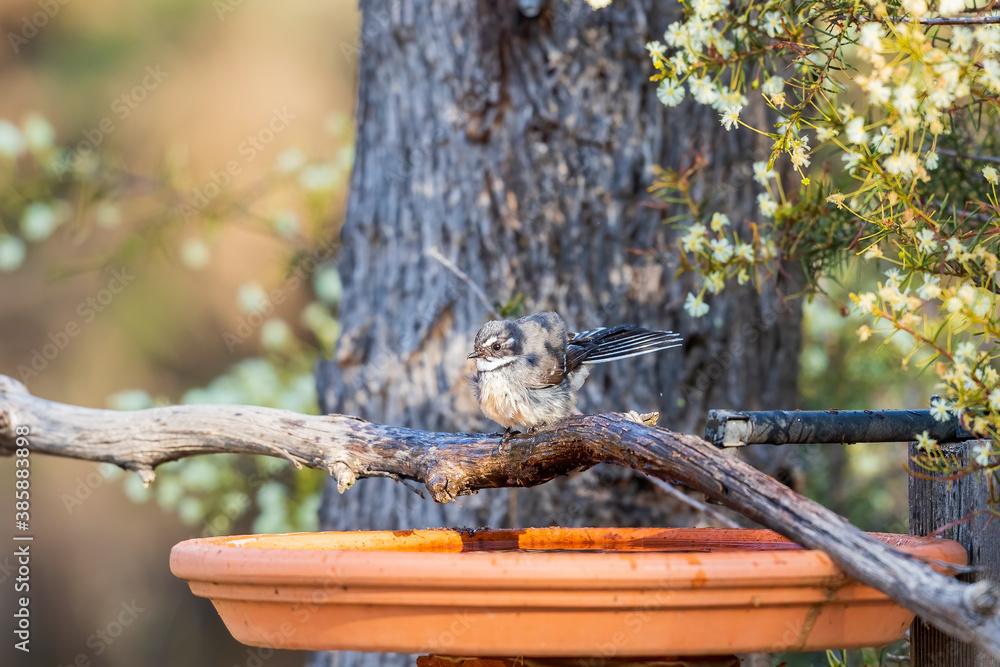 Grey Fantail (Rhipidura albiscapa) on a branch above a bird bath. Both sexes are similar in appearance: plumage is grey above, white eyebrow, throat and tail edges.