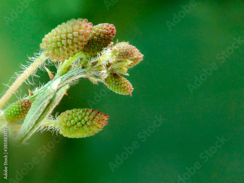 Mimosa pudica flower branch with green background