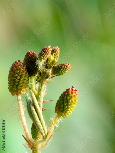 Mimosa pudica flower branch with green background