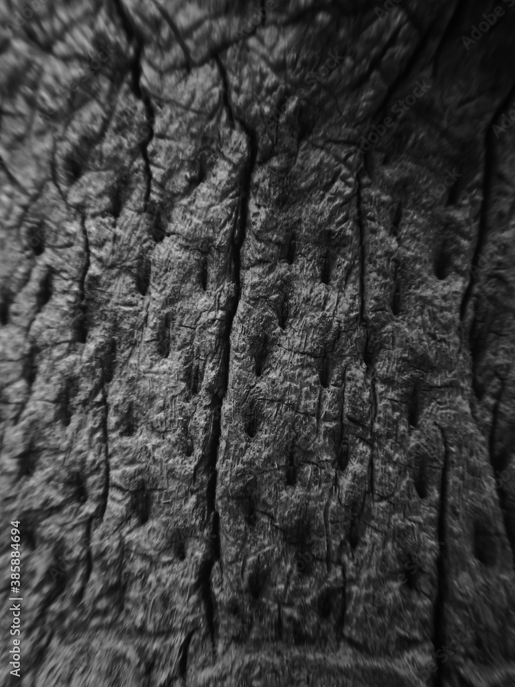 Tree Abstract in black and white Tree Abstract in black and white