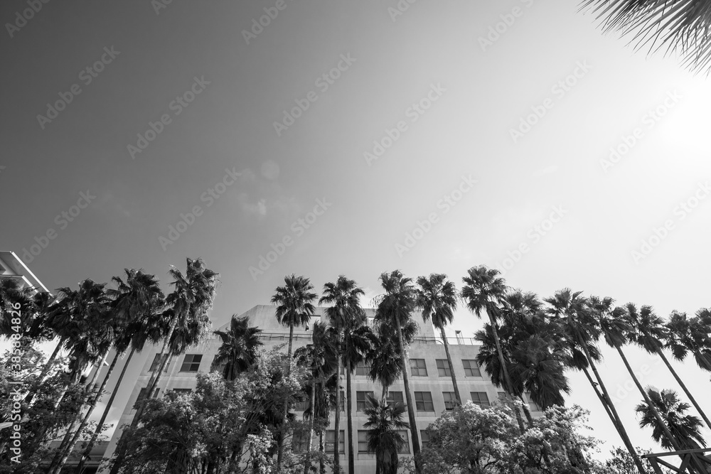 Fototapeta premium 兵庫県西宮市香櫨園で散歩。椰子の木がトロピカルな雰囲気を漂わせる