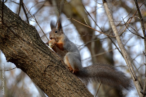 Large squirrel eating a piece of bread on a tree branch © fengmolong