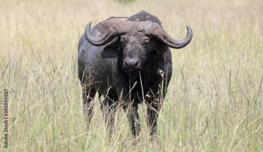 An African buffalo or Cape buffalo (Syncerus caffer) in Tanzania.	