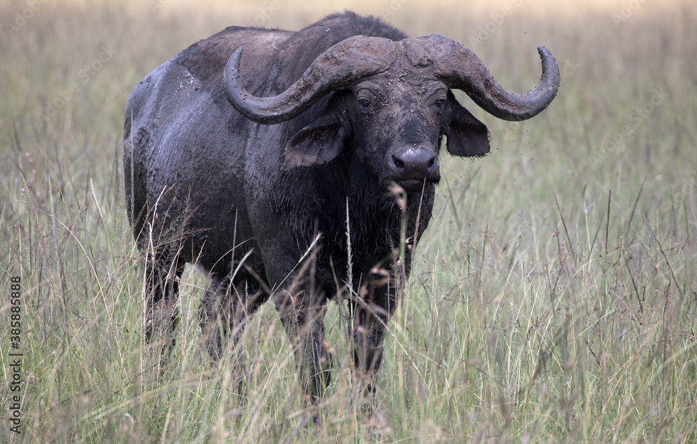 An African buffalo or Cape buffalo (Syncerus caffer) in Tanzania. An African buffalo or Cape buffalo (Syncerus caffer) in Tanzania.