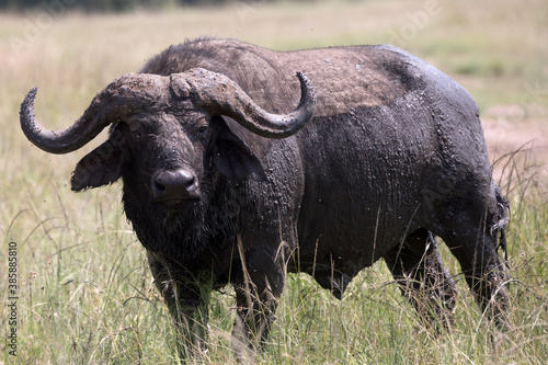 An African buffalo or Cape buffalo  Syncerus caffer  in Tanzania. 