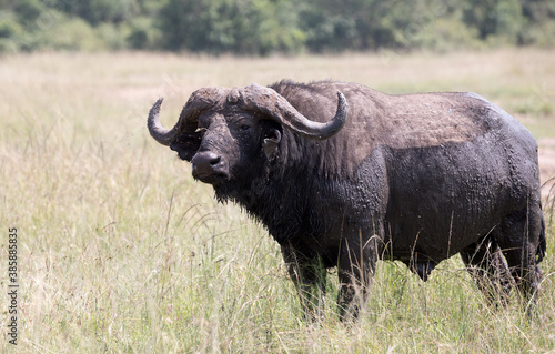 An African buffalo or Cape buffalo  Syncerus caffer  in Tanzania. 