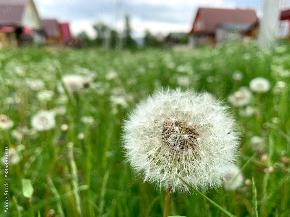 Naklejka premium summer dandelion grass village blurred background