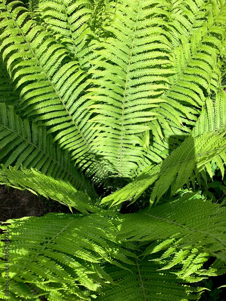 fern plant leaf macro green 2 fern plant leaf macro green 2