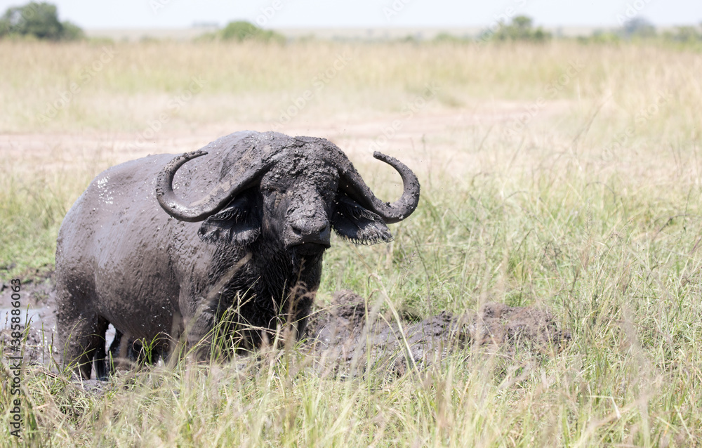 An African buffalo or Cape buffalo (Syncerus caffer) in Tanzania. An African buffalo or Cape buffalo (Syncerus caffer) in Tanzania.