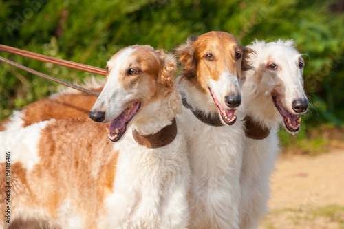 Three Borzoi Russian hounds on leads on sand . Concepts: dogs, hunting, posing