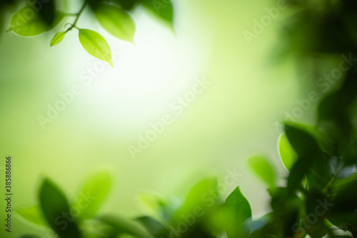 Green leaf for nature background with beautiful bokeh and copy space for text.