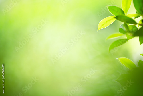 Green leaf for nature background with beautiful bokeh and copy space for text.