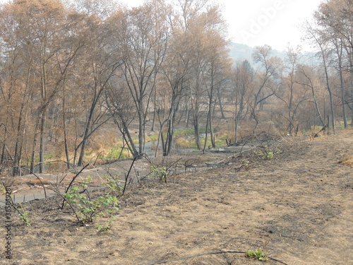 Bear creek after Almeda fire photo