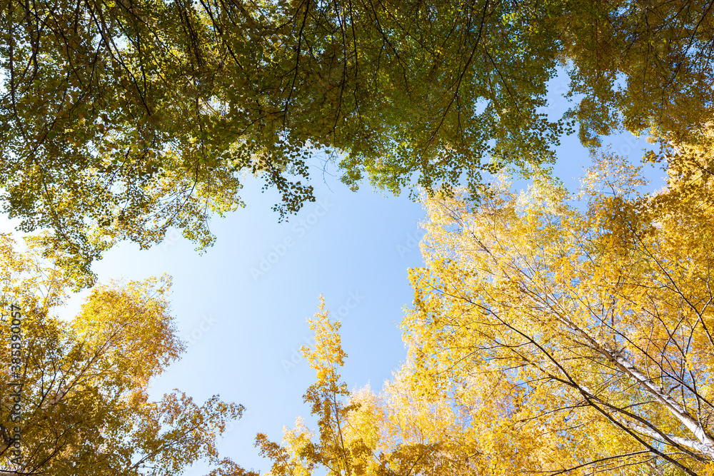 Fototapeta premium Autumn. Beautiful yellow birch leaves and branches of larch trees on a background of blue clear sky. Natural background. Place to insert text.