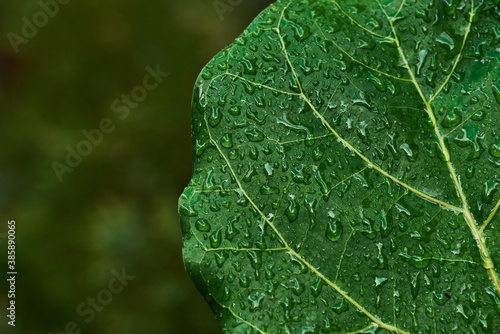 Water droplets on green leaves in rainy days