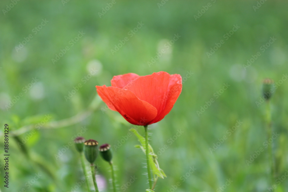 Obraz premium red poppy flower