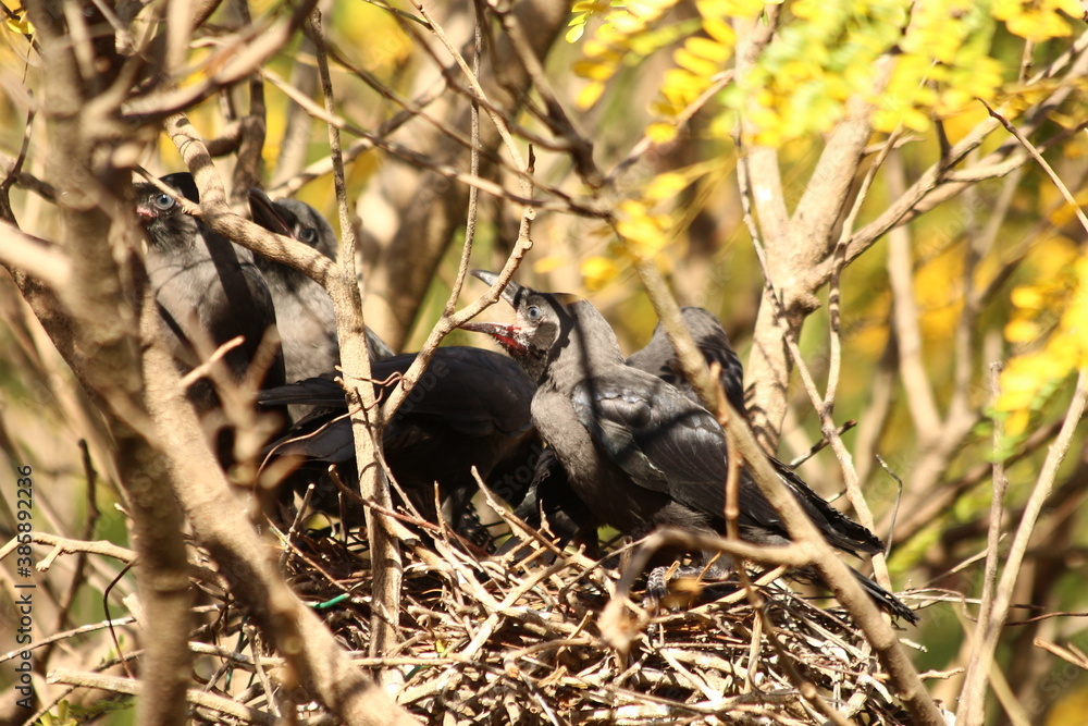 House Crow in a nest with its chiks
