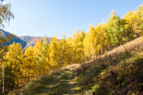 Fototapeta Naklejka Na Ścianę i Meble -  Autumn landscape. Beautiful birch trees. Walk in the birch forest. Natural background. Place to insert text.
