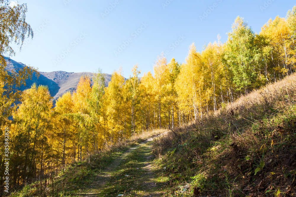 Fototapeta premium Autumn landscape. Beautiful birch trees. Walk in the birch forest. Natural background. Place to insert text.