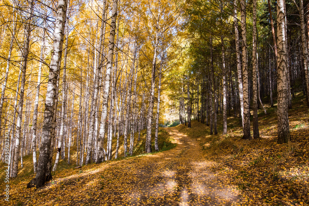 Fototapeta premium Autumn landscape. Beautiful birch trees. Walk in the birch forest. Natural background. Place to insert text.