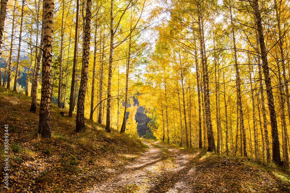 Fototapeta premium Autumn landscape. Beautiful birch trees. Walk in the birch forest. Natural background. Place to insert text.