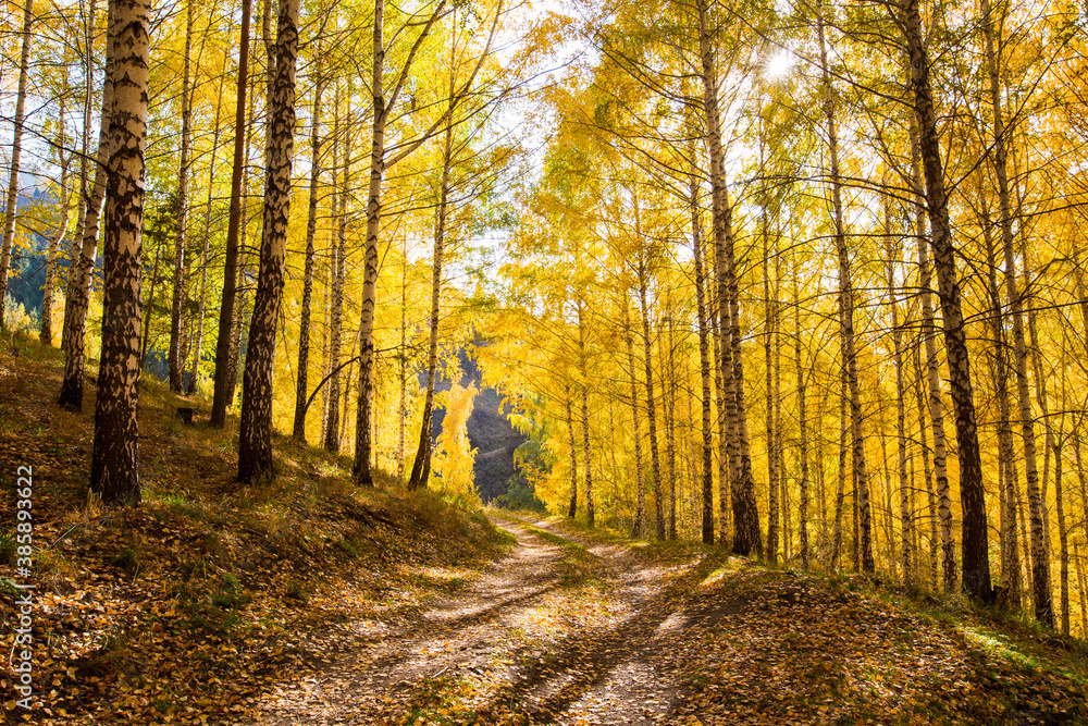 Fototapeta premium Autumn landscape. Beautiful birch trees. Walk in the birch forest. Natural background. Place to insert text.