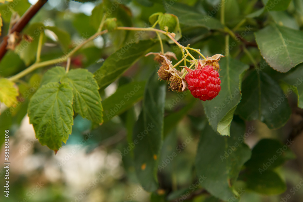 Close-up of the ripe and unripe raspberries in the fruit garden. Close-up of the ripe and unripe raspberries in the fruit garden.