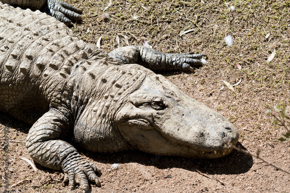 Fototapeta premium this is an american alligator, it is gray and has scales