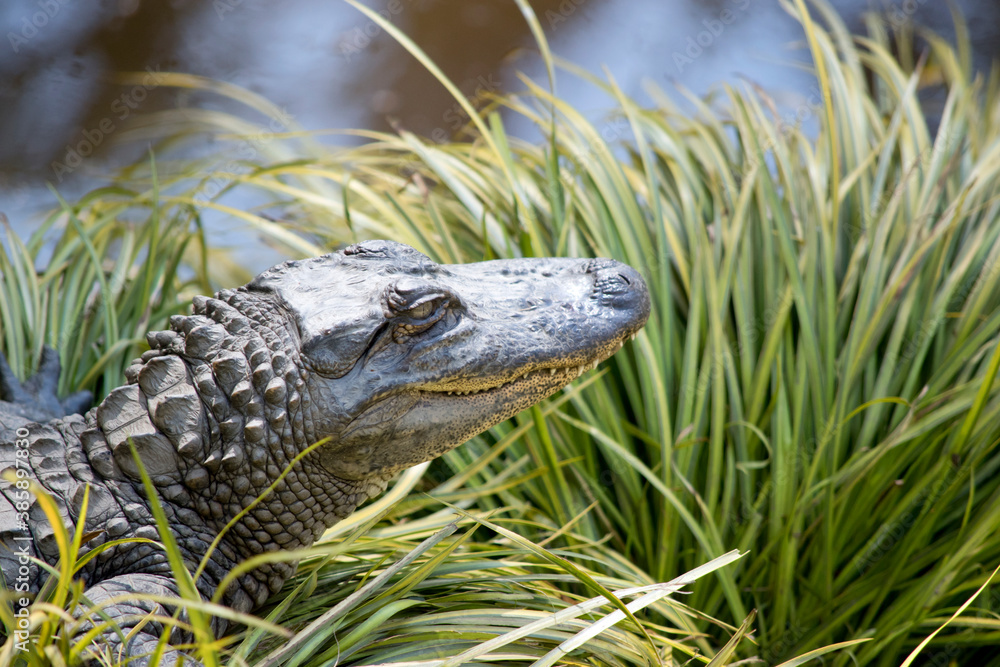 Naklejka premium this is a close up of an alligator