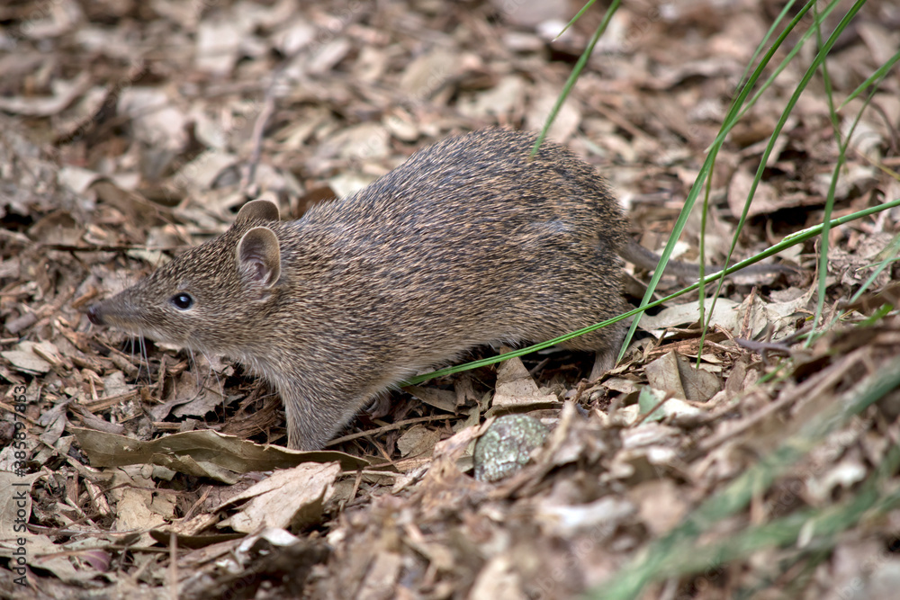 the southern brown bandicoot is a small marsupial the southern brown bandicoot is a small marsupial